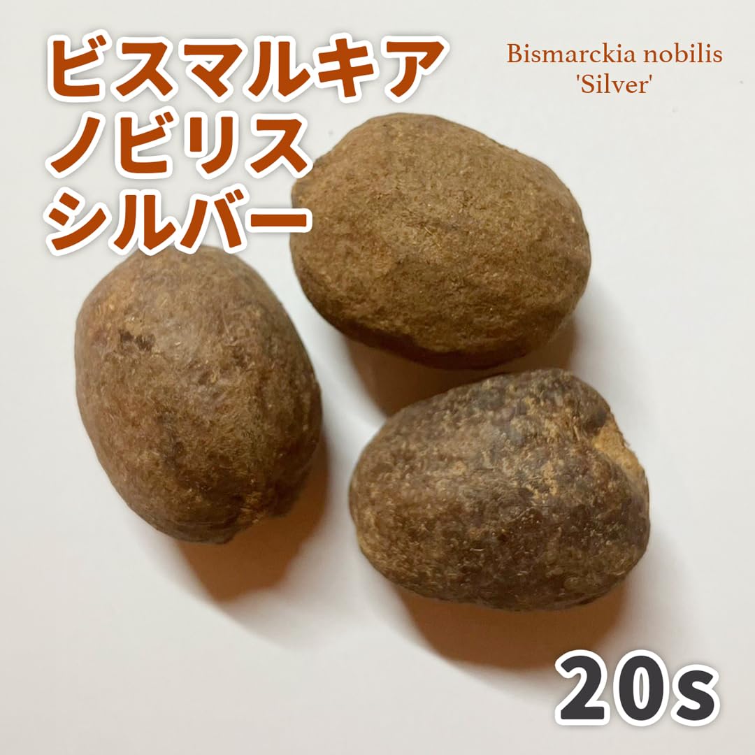 Amazon｜【種子】ビスマルキア ノビリス シルバー 20個 Bismarckia